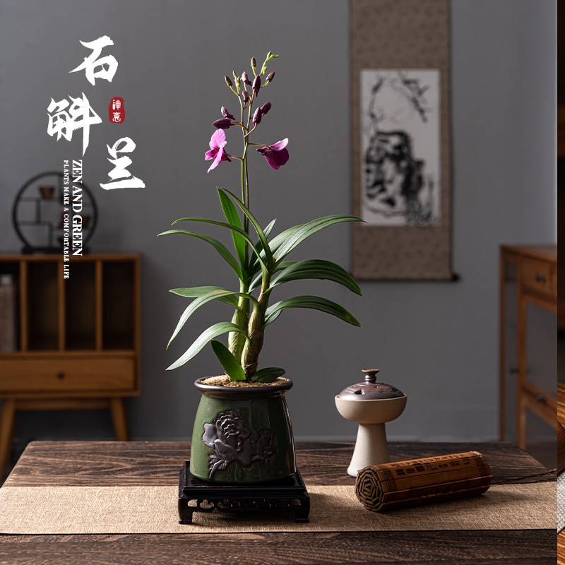 香水石斛兰盆栽室内盆景开花植y物花卉兰花绿植桌面带花苞茶桌摆