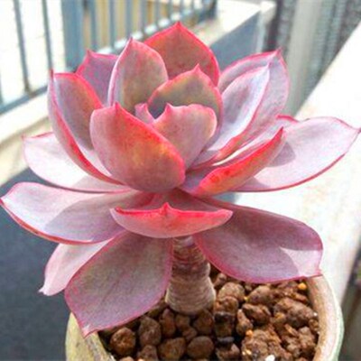 大颗晚霞多肉植物稀缺品种办公B室阳台净化空气绿植精品花卉盆栽