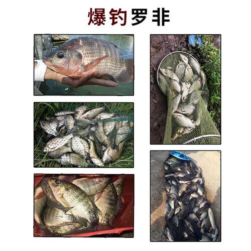战神冷冻饵料黑坑野钓罗非窝料赤尾青罗飞冰N冻料冻饵冷料散炮冻