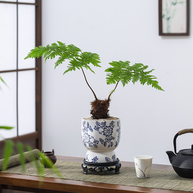 红磷蕨盆栽盆h景办公室内桌面蕨类小绿植好养客厅四季常青盆景植