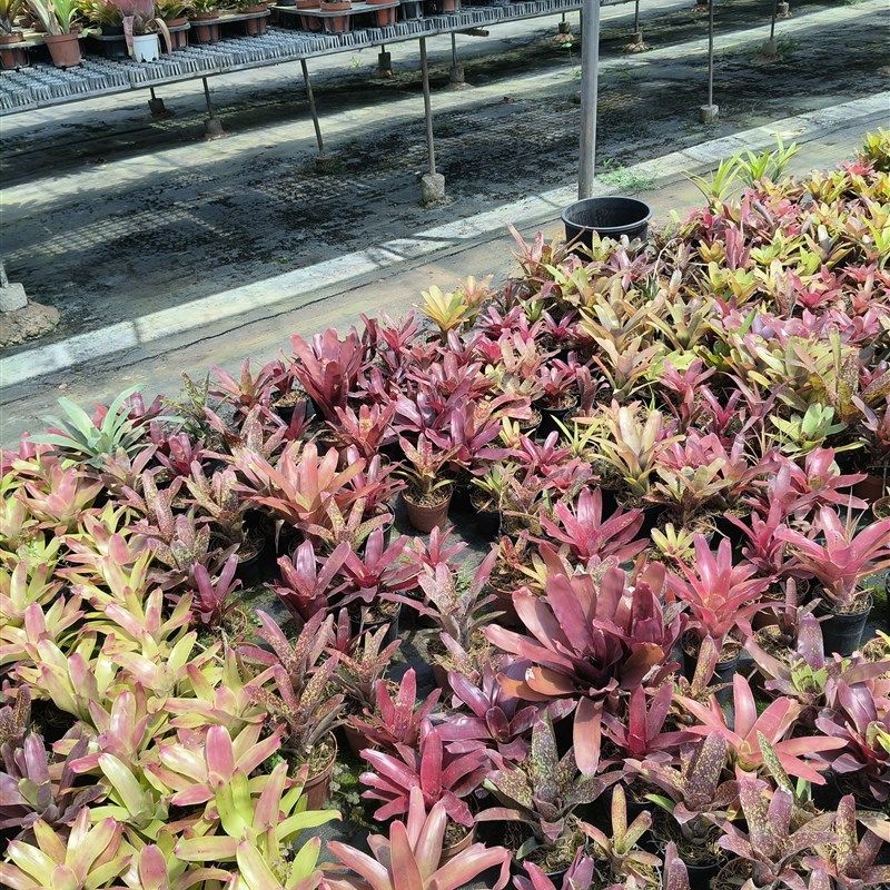 积水凤梨雨林缸水陆生态爬虫缸V造景附生植物,鲜花速递/花卉仿真/绿植园艺,红掌/凤梨/温室花卉,淘宝优惠券,粉丝福利购,淘宝优惠卷