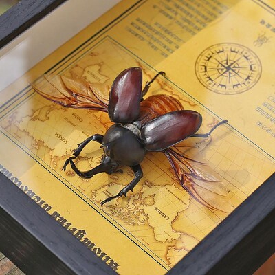 甲虫独角仙标本相框展示挂画犀金龟F昆虫装饰画收藏品摆件高档礼