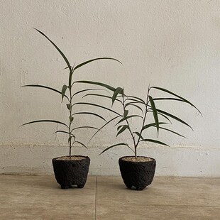 植物私生活 韩国ins黑色仿火山石花L盆可降解轻质树脂花盆