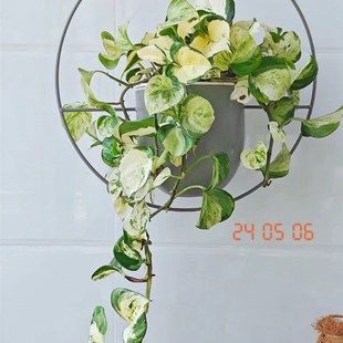 快乐叶子办公室长藤垂吊t花叶绿萝盆栽好养办公室内桌面植物