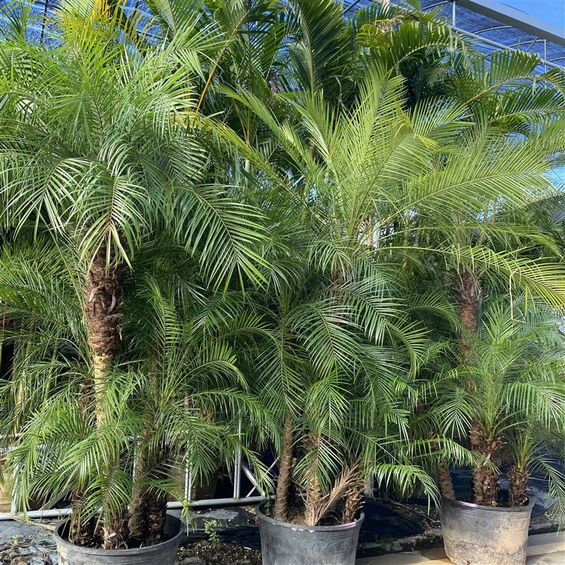 美丽针葵泰国椰子树盆栽刺葵棕榈树室内大型绿P植办公室客厅除甲