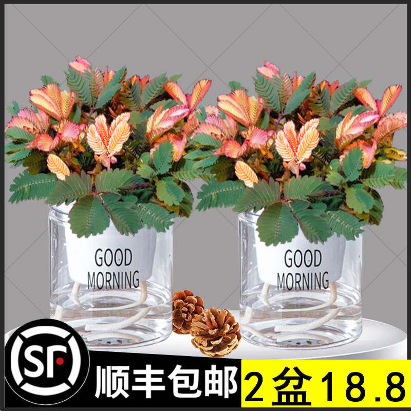 四季常青害羞草阳台植物彩虹含羞草小盆栽幼儿园学校室内趣味花卉