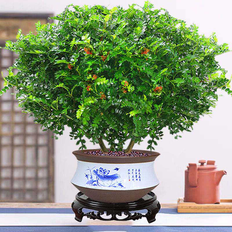 清香木正宗盆栽驱蚊植物绿植室内好养花卉九里香四季开花老桩盆景