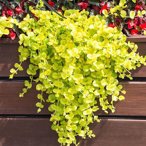黄金串吊兰金叶过路黄常绿观叶垂吊植物水培绿植 四季常青地被苗