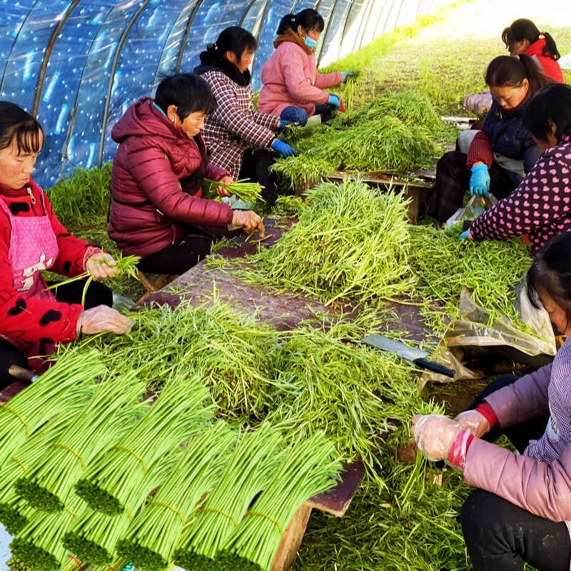 芦蒿藜蒿农家现摘净菜