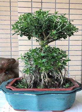 金边六月雪提根老桩盆景基地直发盆栽客厅阳台四季常青开花白色