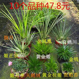 黄金姬金钱菖蒲苗贵船苔老桩龙根虎须天鹅绒水培附石野草室内绿植