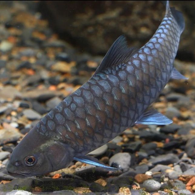 雷龙鱼苗新光唇蓝吉罗淡