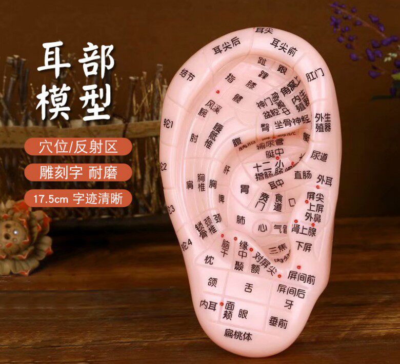 17厘米清晰刻字耳模型耳穴模型按摩耳膜耳穴反射区模型耳朵模型