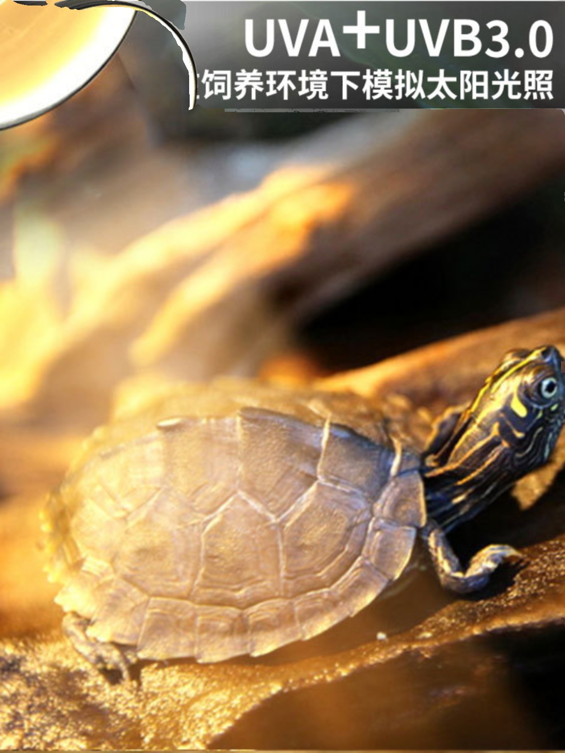 乌龟晒背灯爬虫陶瓷加热