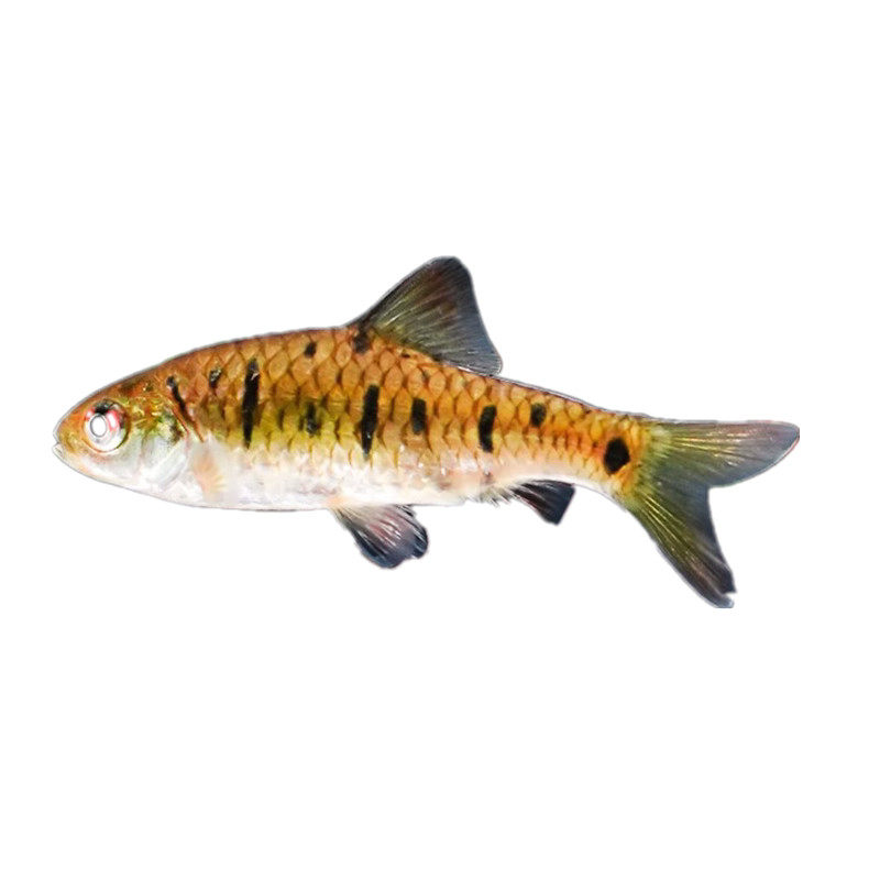 小鲃鱼中国斗鱼伴侣条纹小鲃冷水原生鱼耐寒淡水小鱼苗群游观赏鱼