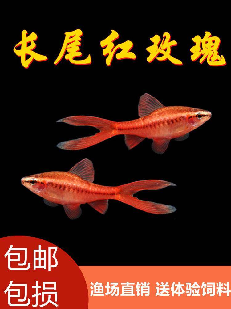 长尾樱桃灯红玫瑰鱼草缸精灵小型鱼热带鱼观赏鱼淡水好养活体包邮,农用物资,苗木固定器/支撑器,淘宝优惠券,粉丝福利购,淘宝优惠卷