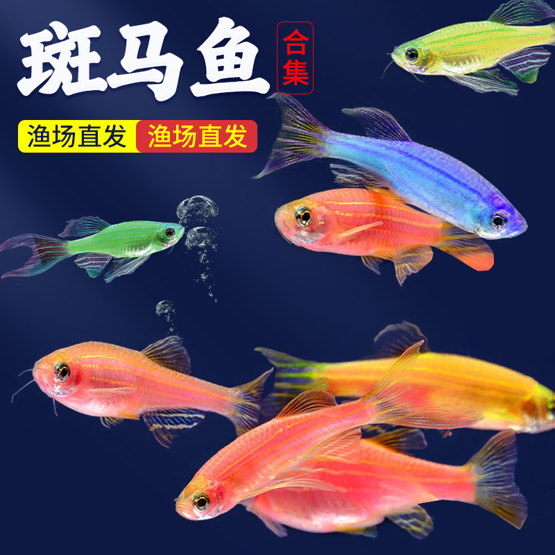 七彩斑马鱼活体热带淡水