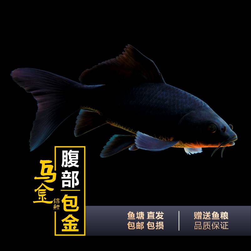 黑锦鲤观赏鱼冷水苗风镇