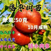 蟠枣树苗大果蟠枣苗盆栽地栽南北方种植阳台庭院耐寒简单果树果苗