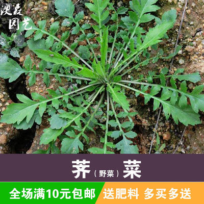 荠菜种子野籽农家阳台庭