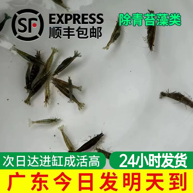 黑壳虾除藻虾水草虾清洁虾饲料工具淡水活体虾广东包邮次日达