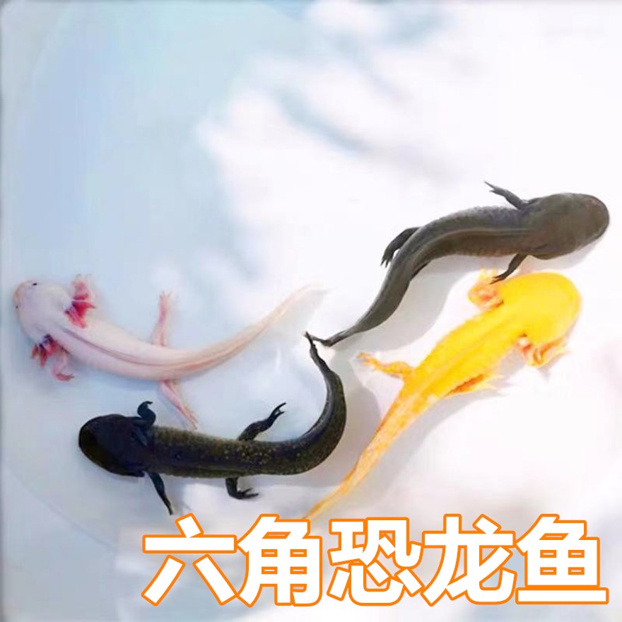 金鱼冷水鱼活体娃娃鱼小火龙鱼缸六角恐龙好养小型转运招财观赏鱼