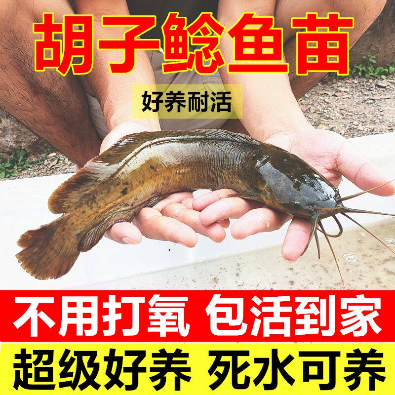 胡子鱼苗本地胡子鲶鱼苗塘角塘虱鱼苗皇妃一代淡水活体鲶鱼苗耐活