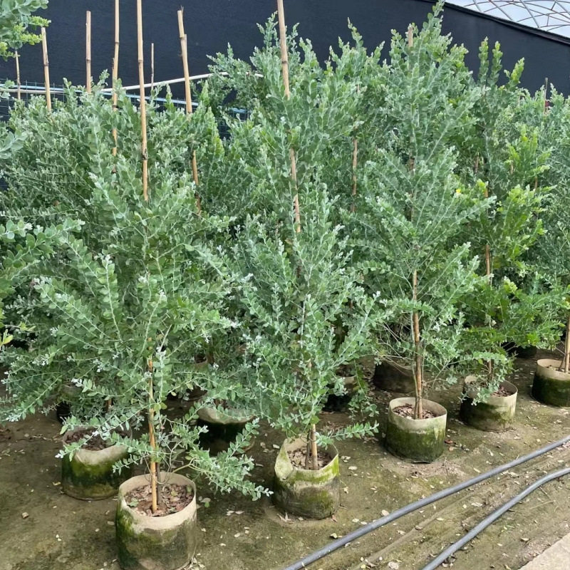 银叶金合欢盆栽树苗室外庭院阳台绿植澳洲品种观叶风景树公园绿化