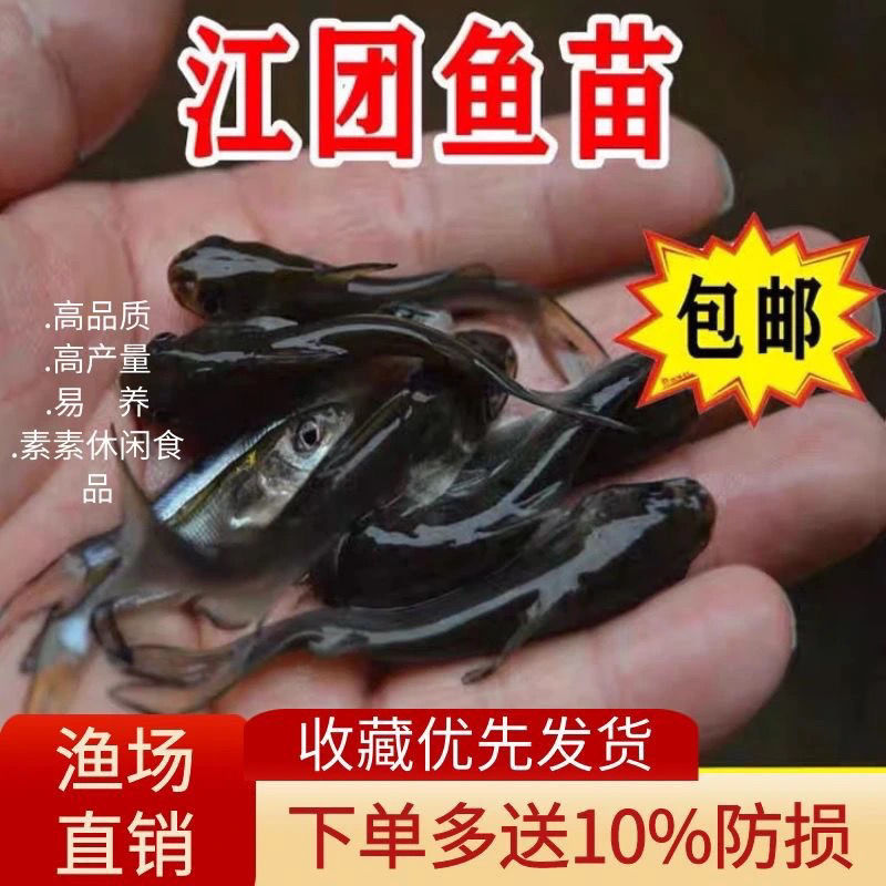 鮰鱼苗江团回钳肥王收藏