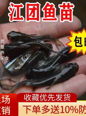鮰鱼苗江团回钳肥王收藏