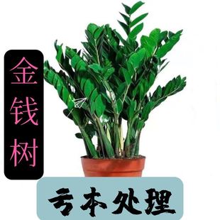 常青好养绿植桌面摆件植物小盆景 金钱树盆栽植物室内花卉客厅四季