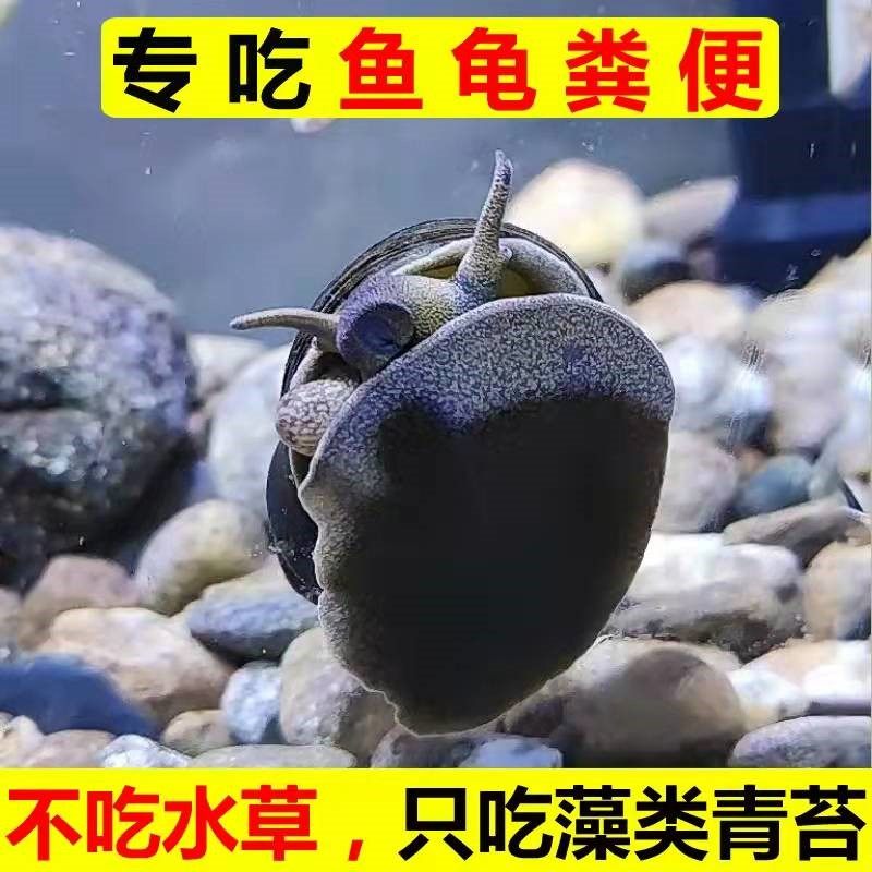 清洁鱼缸吃鱼龟屎粪便螺淡水螺除藻工具冷水大田螺青苔宠物观赏螺,农机/农具/农膜,灌溉工具,淘宝优惠券,粉丝福利购,淘宝优惠卷