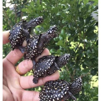 斑点池龟小斑点龟粮饲料斑点池龟龟粮斑点龟粮斑点龟饲料黑池龟