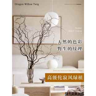 龙柳枝条树枝树干装饰室内高级感侘寂风天然真干花摆件插花干鲜枝