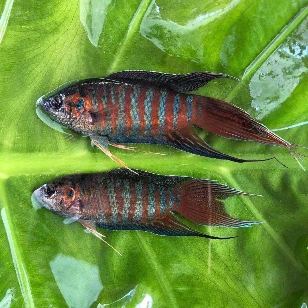 菩萨鱼苗中国斗活体冷水