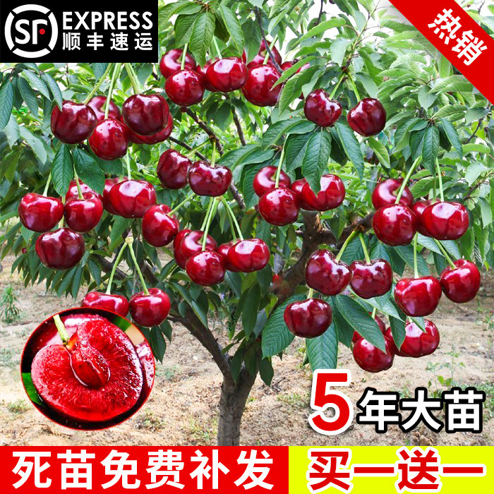 车厘子树苗矮化樱桃树大樱桃苗樱桃树苖南方北方种植盆栽庭院果树