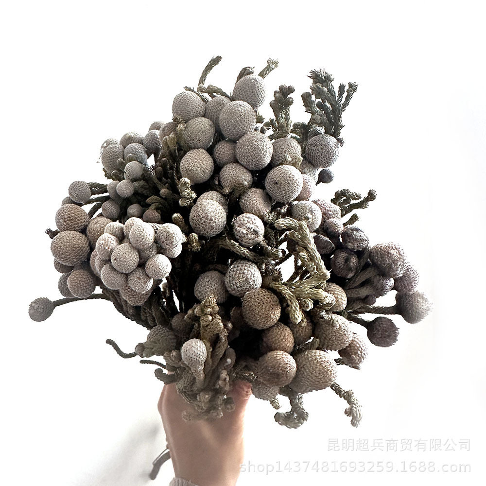 【南非银珊瑚果】银色珊瑚果干花高端花材