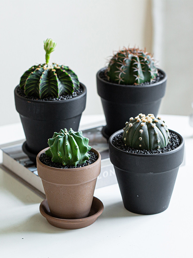 实生仙人球盆栽含盆开花仙人掌肋骨牡丹星兜魔云可爱稀有办公桌面