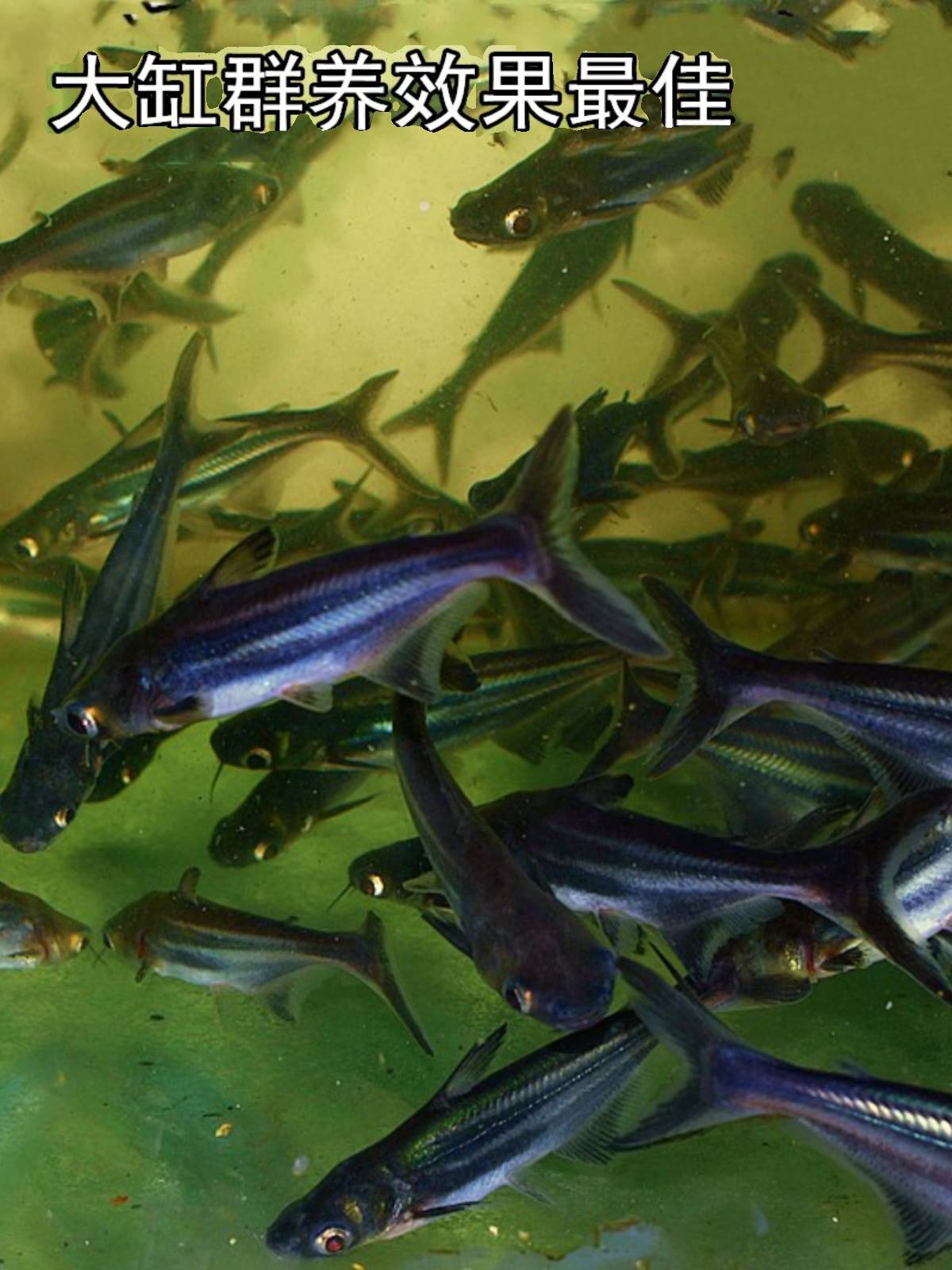 活体观赏鱼淡水蓝鲨宠物