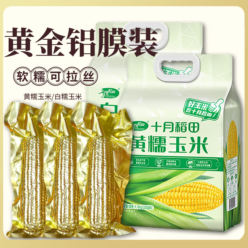 十月稻田黄糯玉米棒白低