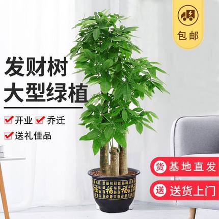 三杆步步高发财树盆栽大棵客厅办公室内绿植乔迁之喜开业送礼植物