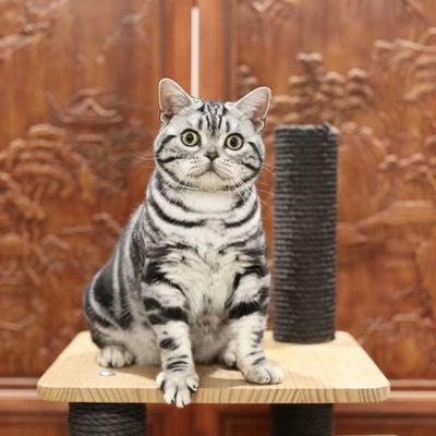 美短虎斑猫混血温顺超萌