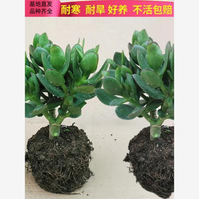 室内防辐射净化空气绿植