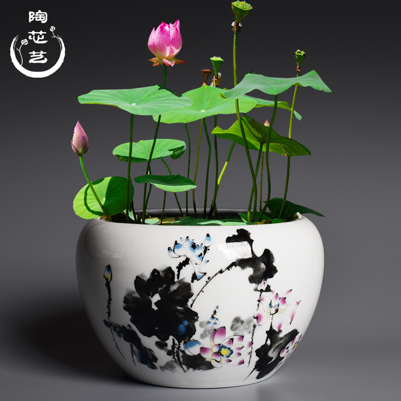 大号无孔简约白色碗莲绿萝水培花盆创意发财树铜钱草多肉陶瓷花盆