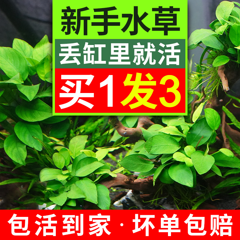 鱼缸造景阴性水榕草植物