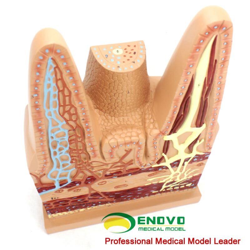 enovo颐诺医学用人体小肠绒毛解剖模型消化系统模型医用生物教学