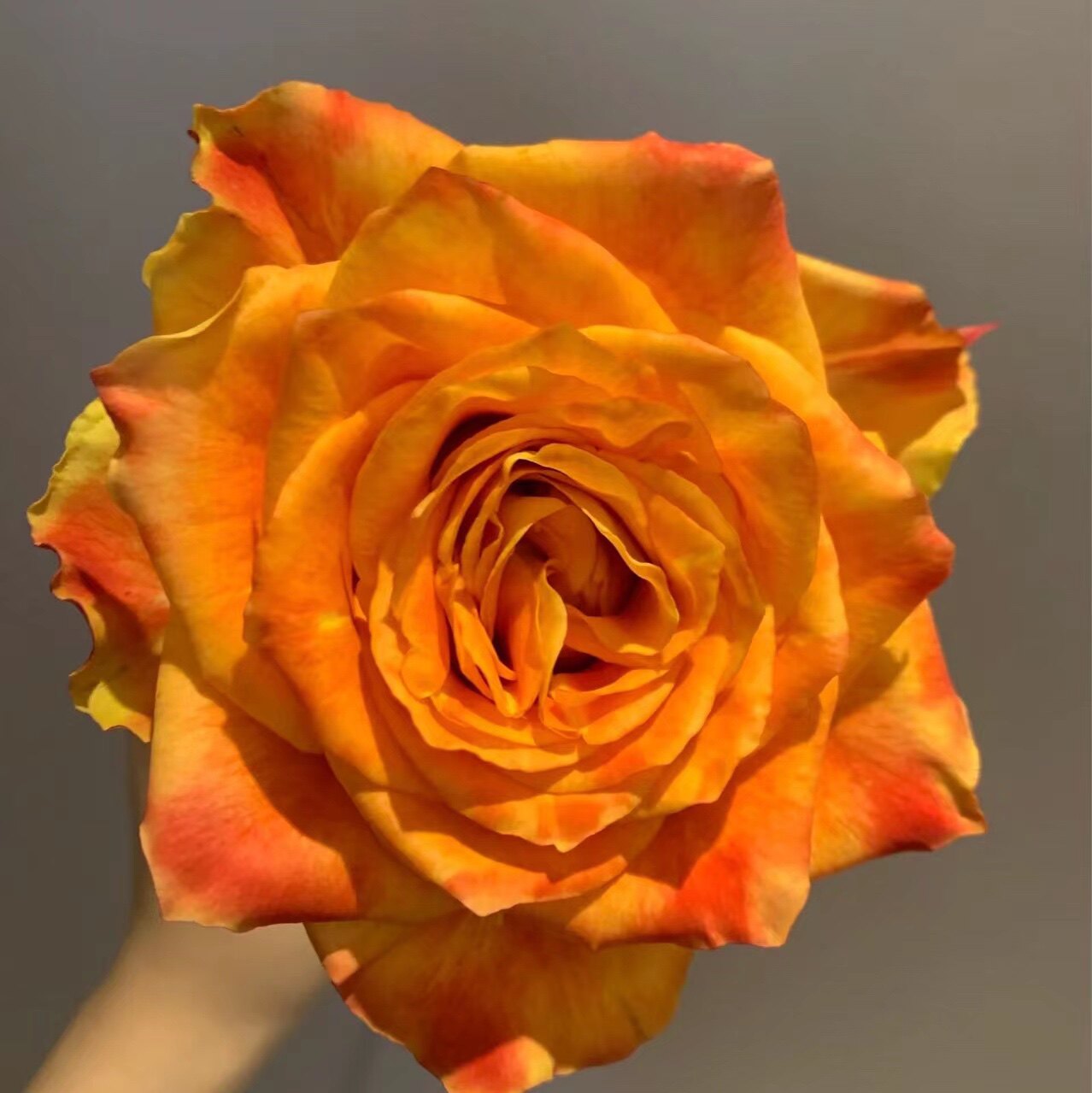 欢乐颂玫瑰精品大花苞好养开室内水养鲜切花云南鲜花基地直发*