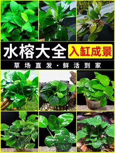 水榕水草沉木植物真草造景阴性养鱼淡水鱼缸绿植懒人新手细叶铁草