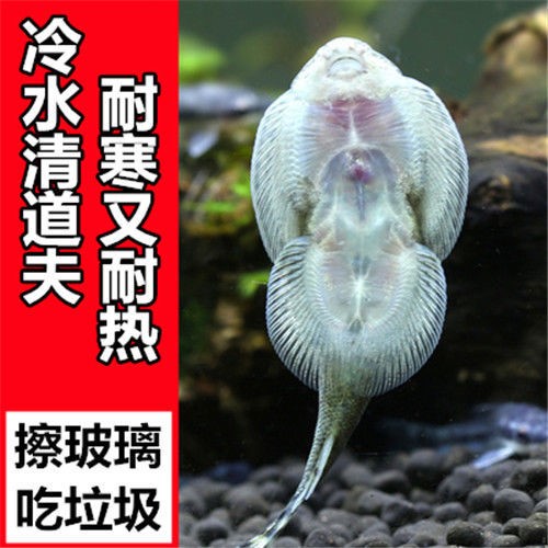 双吸盘冷水清道夫贵州爬