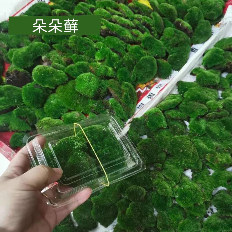 短绒苔藓微景观青苔白发藓盆景铺面鲜活大灰藓假山水陆缸造景植物